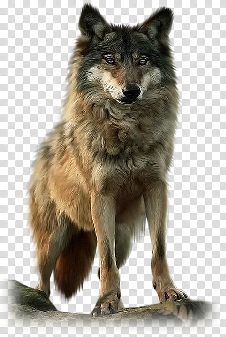 Dog Native Americans in the United States Pack Black wolf American Wolf A True Story of Survival and Obsession in the West, Dog transparent background PNG clipart
