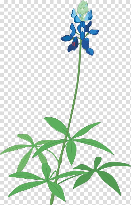 Floral design Texas bluebonnet Texas bluebonnet , bluebonnets transparent background PNG clipart