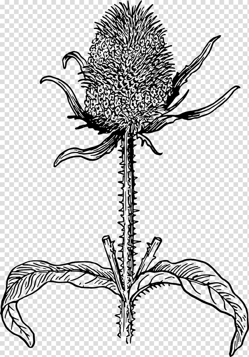 Wild teasel Milk thistle Drawing, flower transparent background PNG ...
