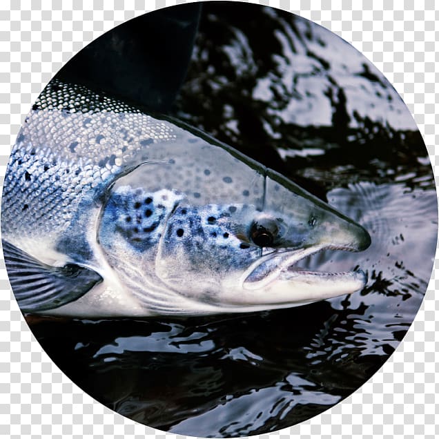 Salmon Stream Scotland Atlantic salmon Animal, pez transparent background PNG clipart