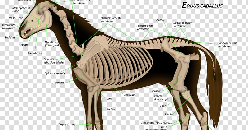 Skeletal system of the horse Equine anatomy Skeleton, horse transparent background PNG clipart