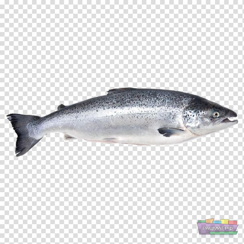 Iridescent shark Fish Atlantic salmon Basa, SALMON transparent background PNG clipart