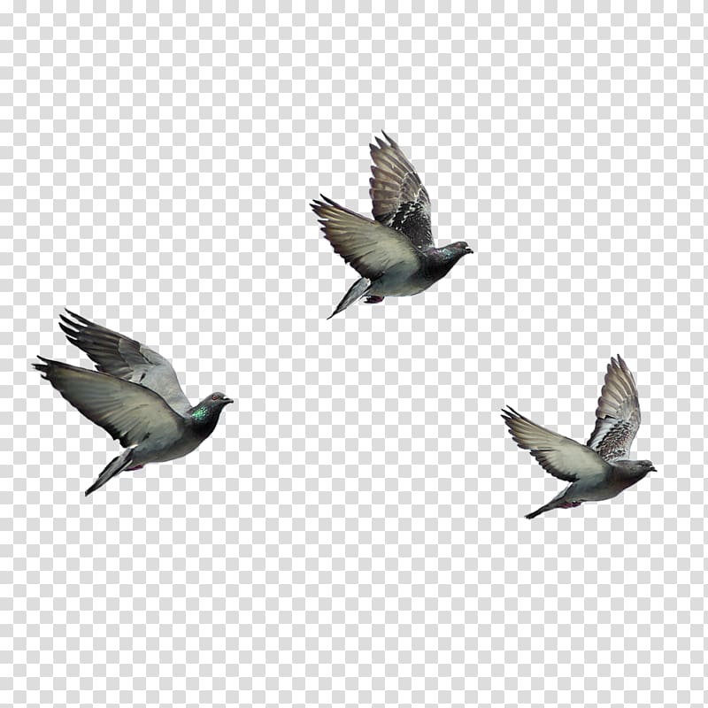 three gray pigeons illustration, Bird Columbidae Domestic pigeon, pigeon transparent background PNG clipart