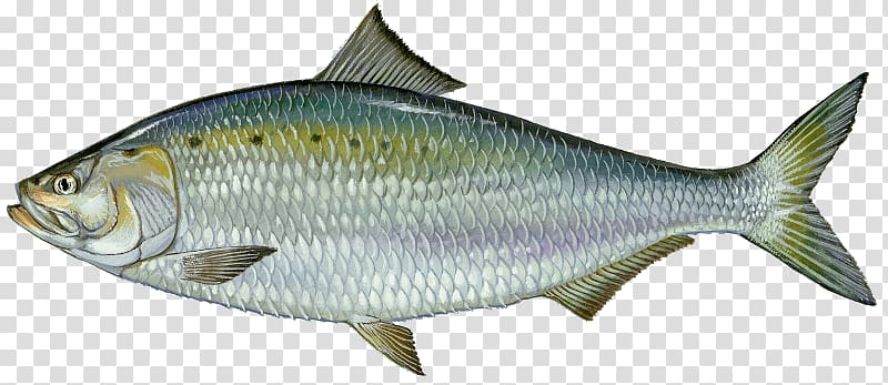 American shad Shad fishing Alewife Fish migration, Fishing transparent background PNG clipart