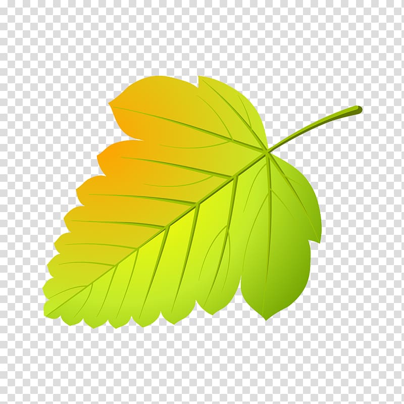 Maple leaf Abscission Tree Viburnum, Leaf transparent background PNG clipart