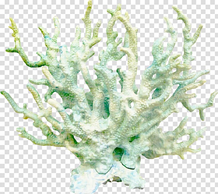 Coral reef , others transparent background PNG clipart