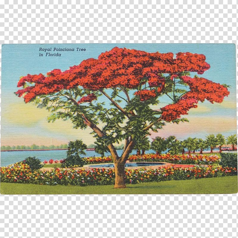 Tree Royal poinciana Post Cards Mount Conner Miami, tree transparent background PNG clipart