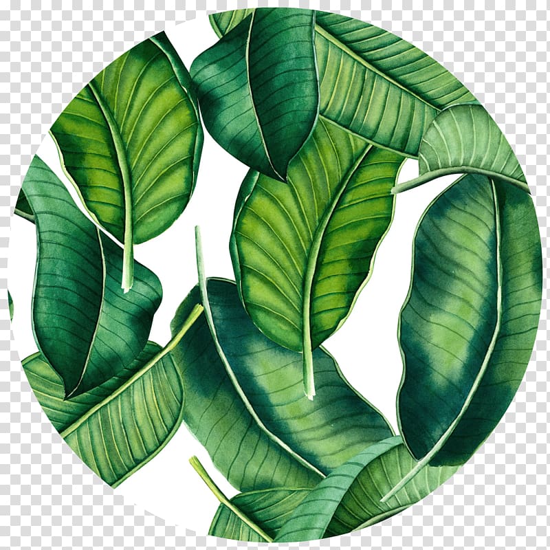 green leaves illustration, Banana leaf Tropics Wall decal , banana leaves transparent background PNG clipart
