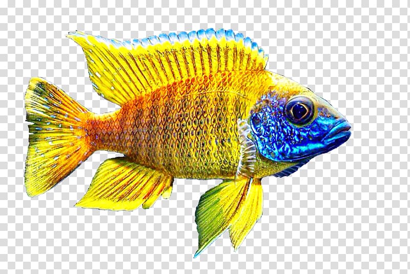 Jewel cichlid Aquarium Fort Maguire aulonocara Nkhomo-benga peacock Blood-red Parrot Cichlid, Professional Art Supplies Store transparent background PNG clipart