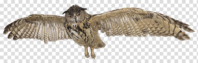 Eurasian eagle-owl Great Horned Owl Bird Great Grey Owl, flying owl transparent background PNG clipart