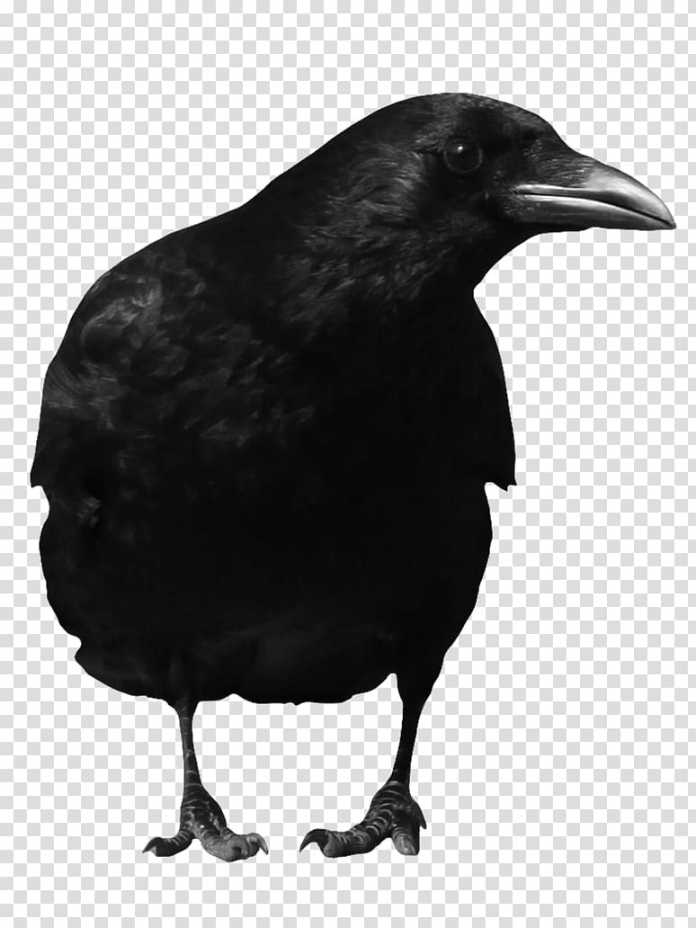 American crow Rook Common raven, crow transparent background PNG clipart