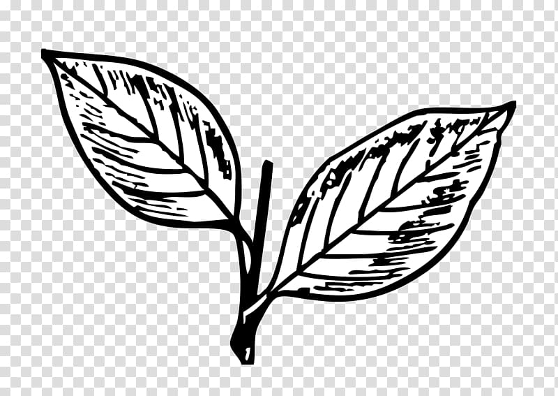 All India Anna Dravida Munnetra Kazhagam Puducherry Legislative Assembly election, 2016 Mannadipet, mango leaves transparent background PNG clipart