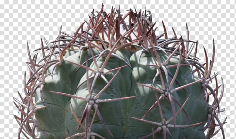 Strawberry hedgehog cactus Citroën Cactus M Thorns, spines, and prickles, cactus transparent background PNG clipart