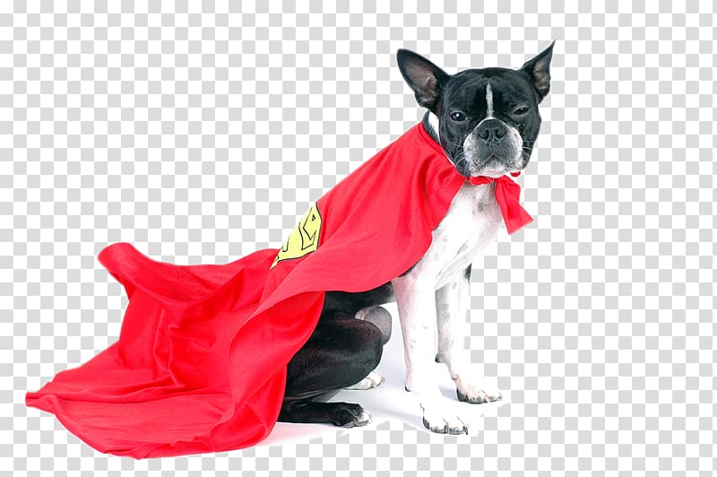 Boston Terrier Pet sitting Dog breed Cat, dogs transparent background PNG clipart