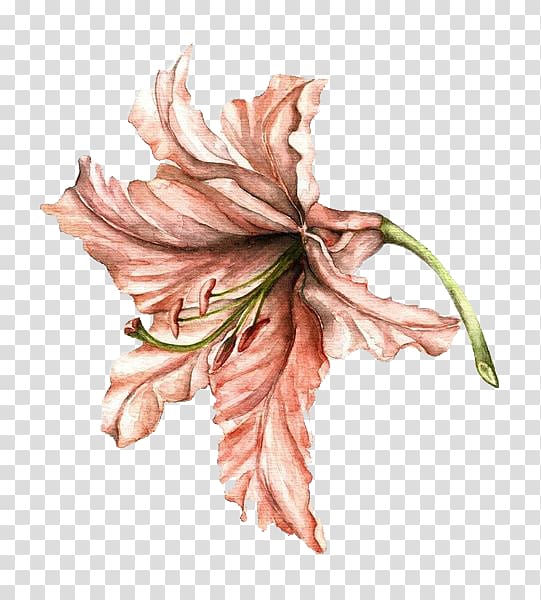 pink flower , Lilium Drawing Flower Watercolor painting, Hand-painted lily transparent background PNG clipart
