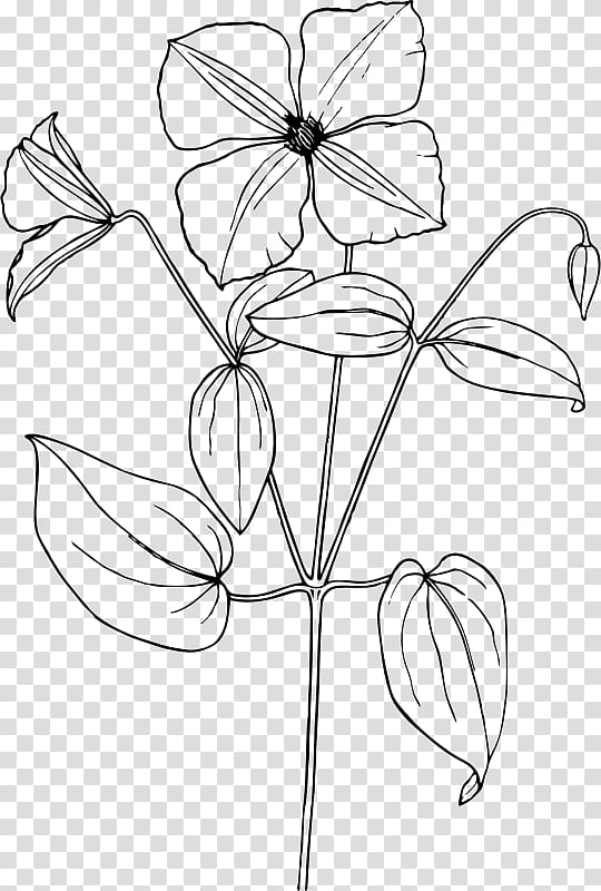 Arabian jasmine Drawing Flower , flower transparent background PNG clipart