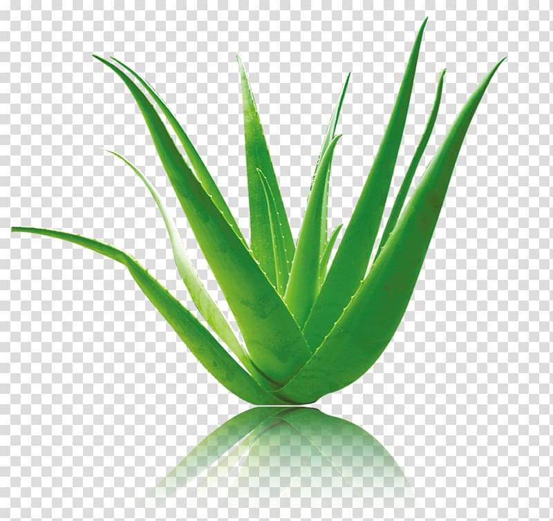 green aloe vera, Aloe vera Green, Green aloe vera material transparent background PNG clipart