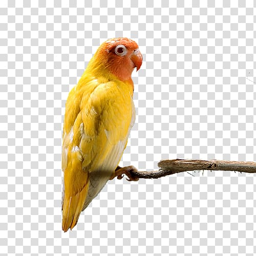 Budgerigar Parrot Lovebird, Parrot on tree branch transparent background PNG clipart