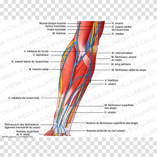 Anterior compartment of the forearm Elbow Nerve Brachialis muscle, arm transparent background PNG clipart
