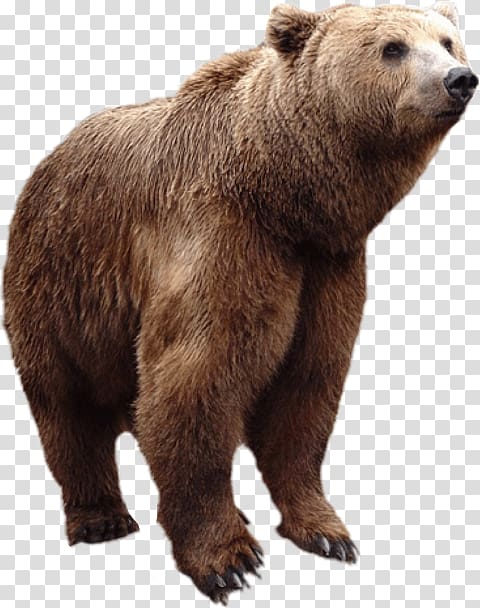 Grizzly bear American black bear Alaska Peninsula brown bear Fur, bear transparent background PNG clipart
