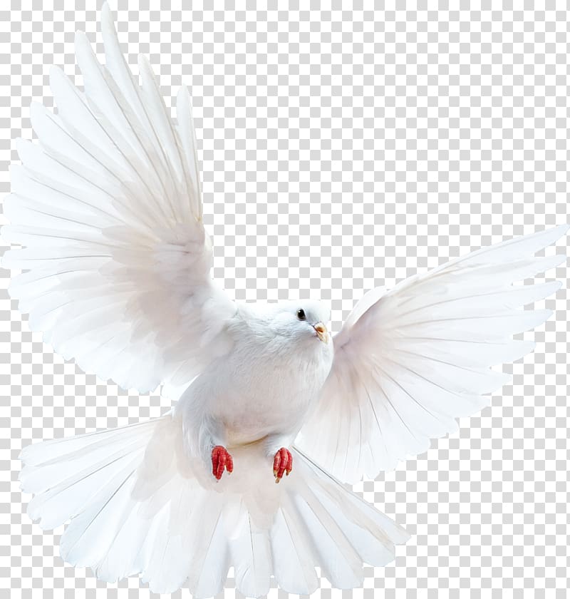 peace dove transparent background PNG clipart