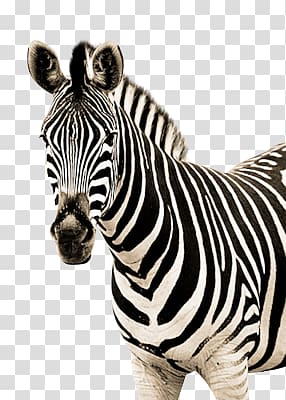 Zebra transparent background PNG clipart