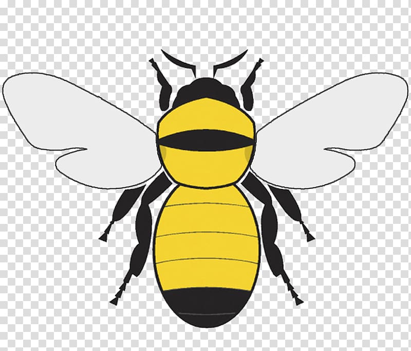 Bumblebee , Bumble Bee Graphics transparent background PNG clipart