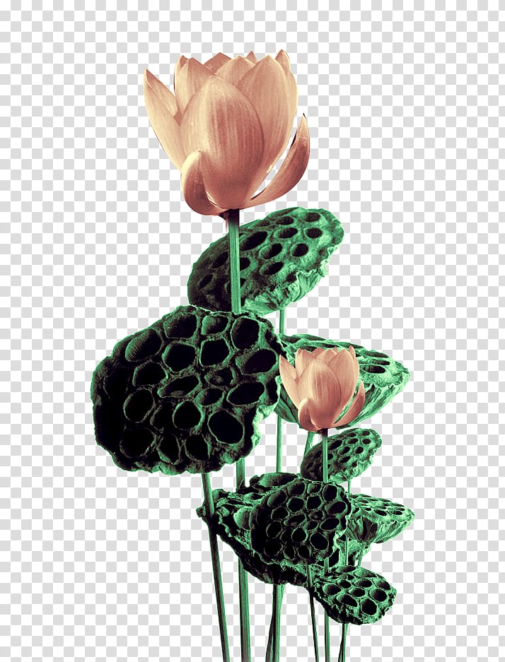 Nelumbo nucifera Egyptian lotus, Lotus Lotus transparent background PNG clipart
