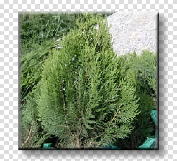 Juniper Arborvitae Evergreen Oriental Arbor-vitae Conifers, plant transparent background PNG clipart