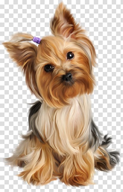 Yorkshire Terrier Puppy Siberian Husky Dog grooming Pet, puppy transparent background PNG clipart