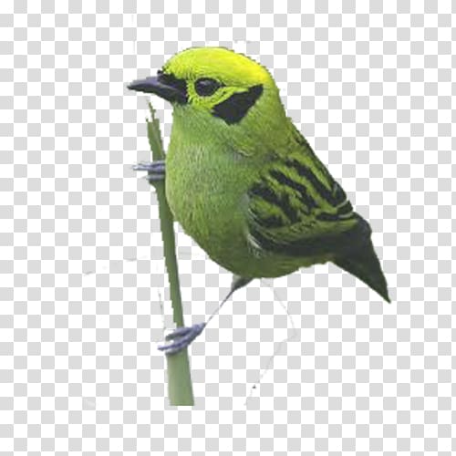 Bird Parrot Finch, Cartoon bird green parrot transparent background PNG clipart