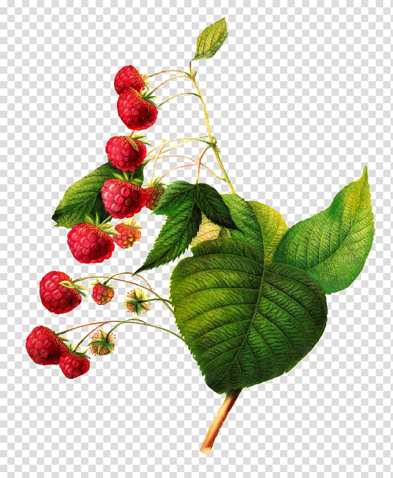 Red raspberry , raspberry transparent background PNG clipart