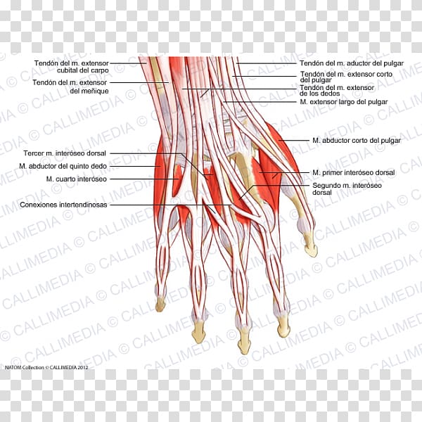 Thumb Extensor digitorum muscle Hand Tendon, hand transparent background PNG clipart