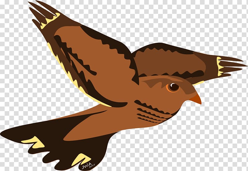 Hawk Bird Eagle Reptile Falcon, bird nest transparent background PNG clipart