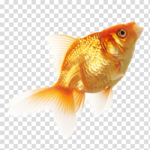 Goldfish , fish transparent background PNG clipart