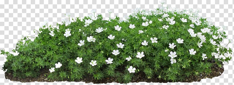 Flower Seed Plant propagation, nursery transparent background PNG clipart
