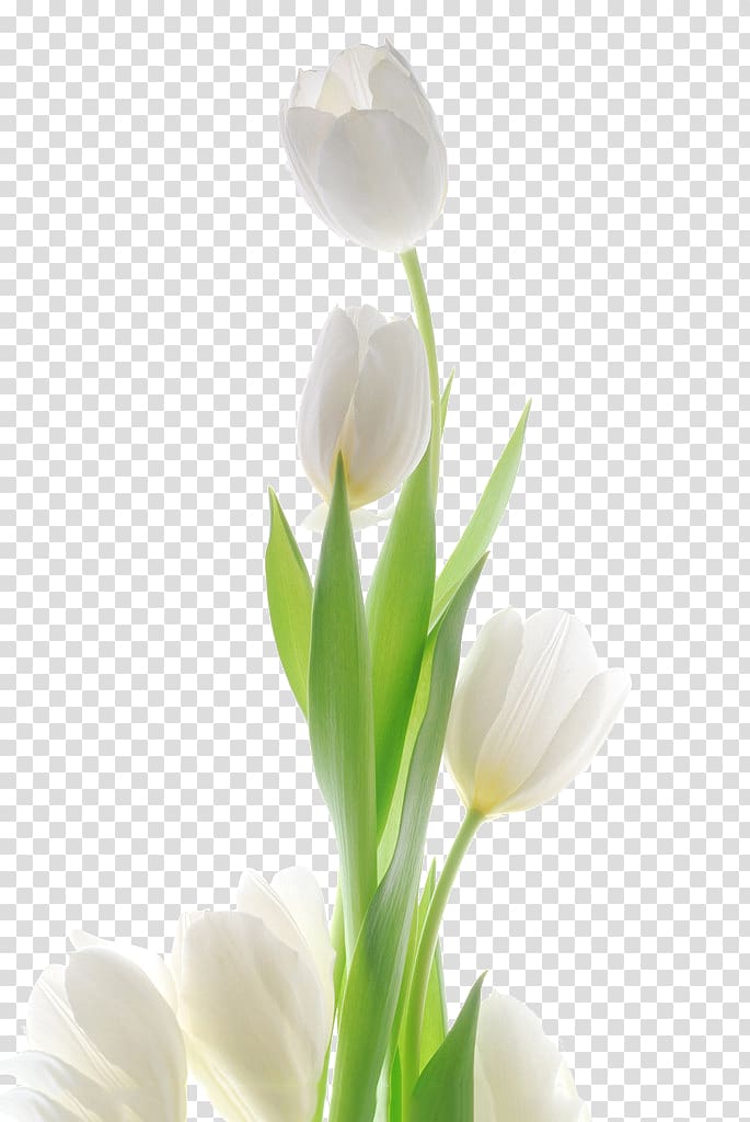 white tulip illustration, Tulip Flower , The White Tulip transparent background PNG clipart