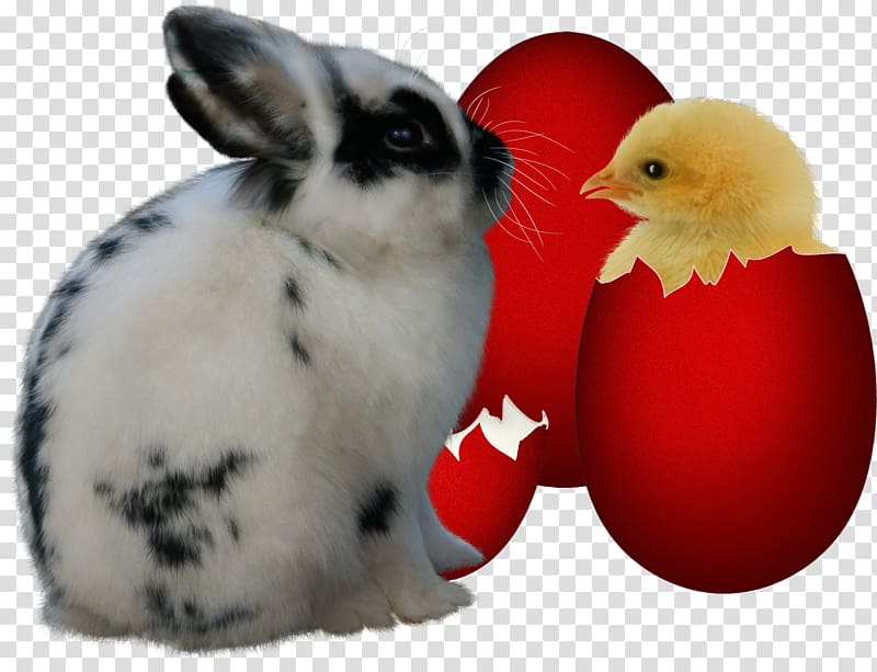 Hare Domestic rabbit Easter Bunny, animals transparent background PNG clipart