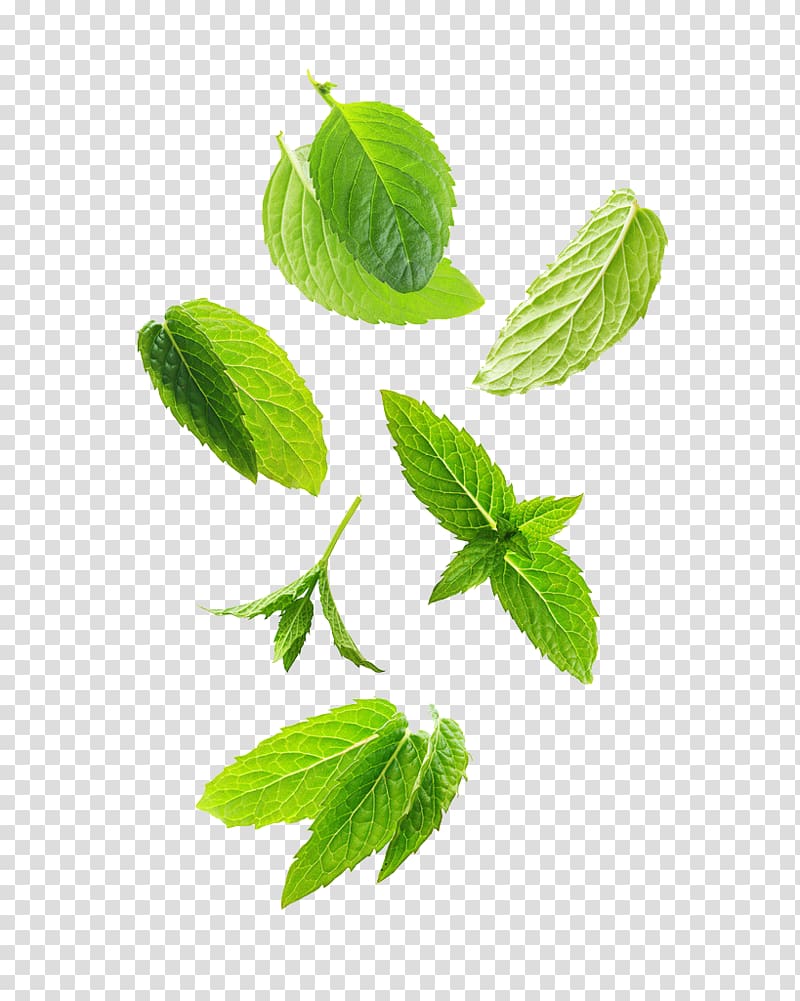 green leaves, Leaf Green Plant stem Herb, Swirling leafy herbs transparent background PNG clipart