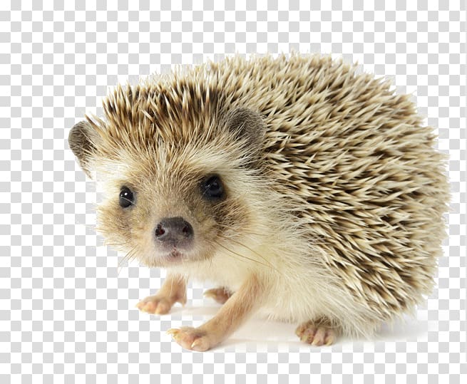 hedgehog transparent background PNG clipart