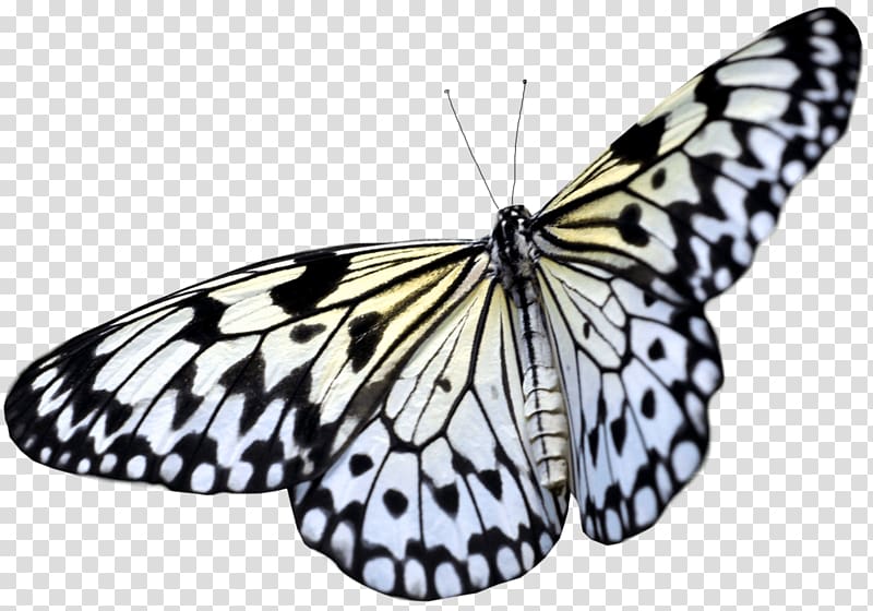 Butterfly , Butterfly transparent background PNG clipart