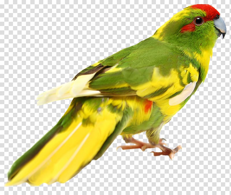 Budgerigar Lovebird Cockatiel Loriini, Bird transparent background PNG clipart