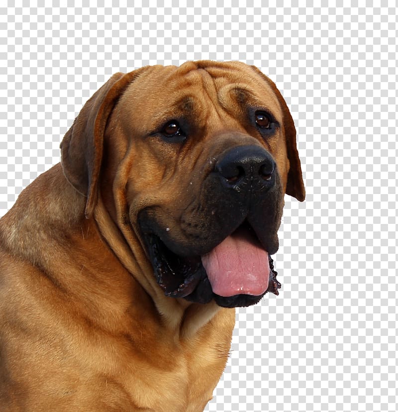 Dogue de Bordeaux English Mastiff Puppy Cat, Dog Face transparent background PNG clipart