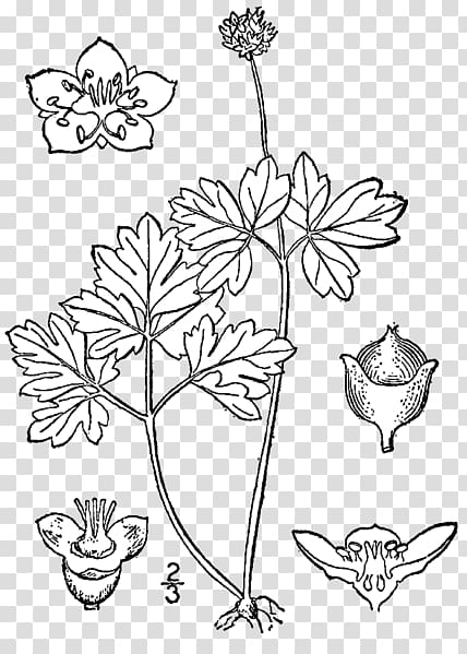 Floral design Sinadoxa corydalifolia Viburnum Elderberry Moschatel, plant transparent background PNG clipart