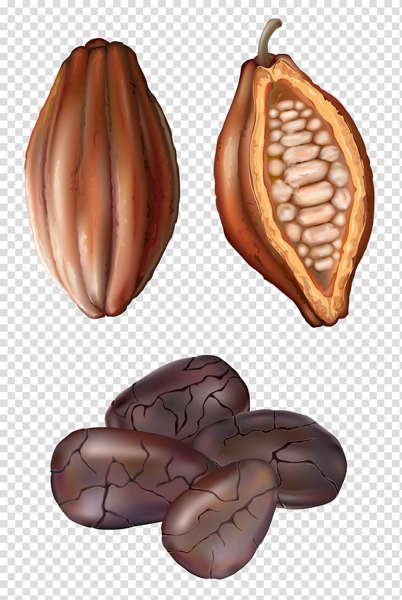 Cocoa bean Drawing , peanut transparent background PNG clipart