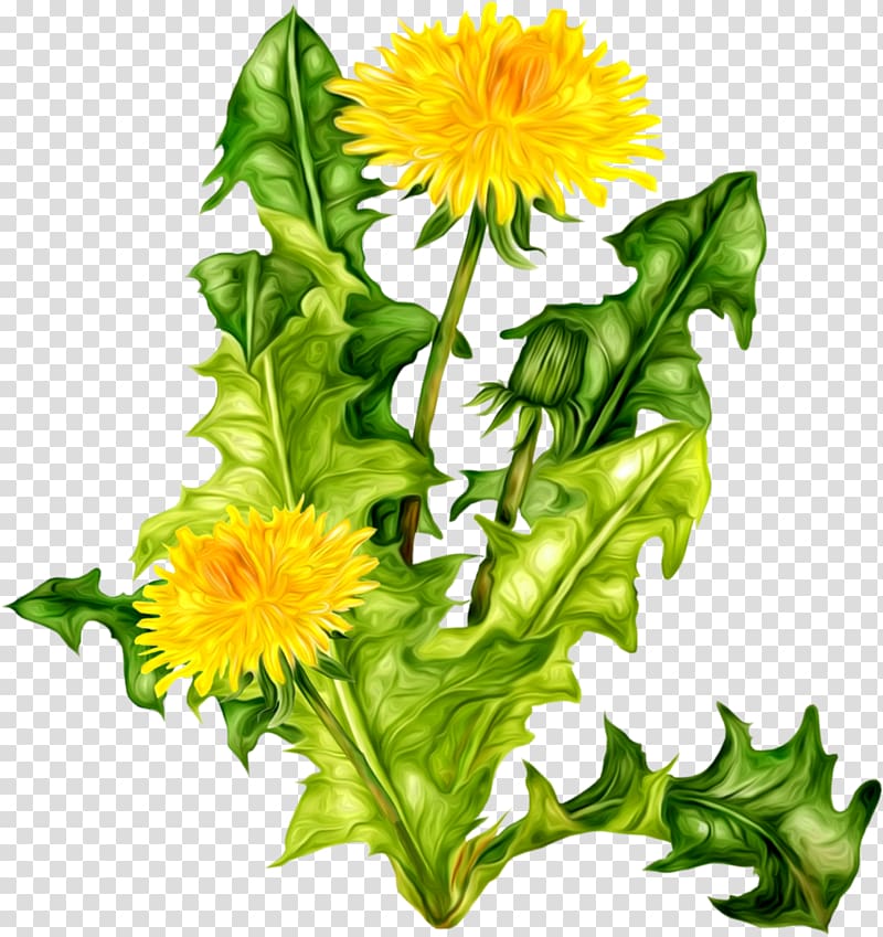 Common Dandelion Clover Icon, Dandelion transparent background PNG clipart