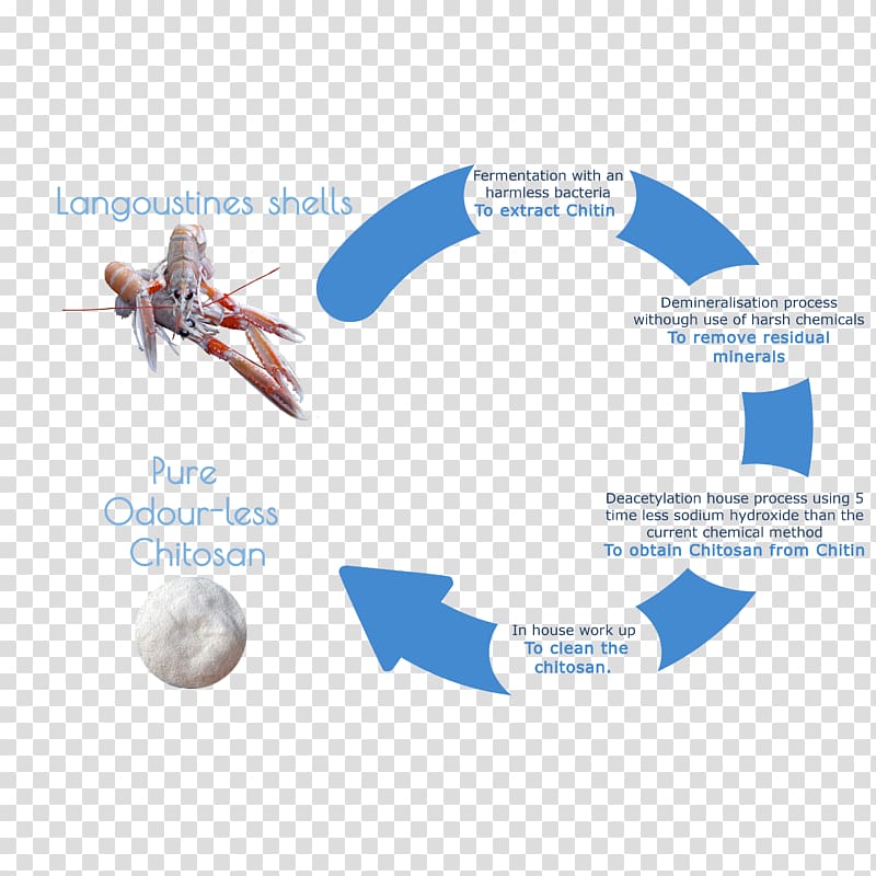 Circular economy Chitin Chitosan Extraction Product, new process transparent background PNG clipart