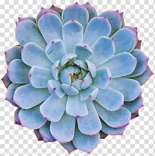 Succulent plant Dudleya cymosa Cactaceae Houseleek, suculent transparent background PNG clipart