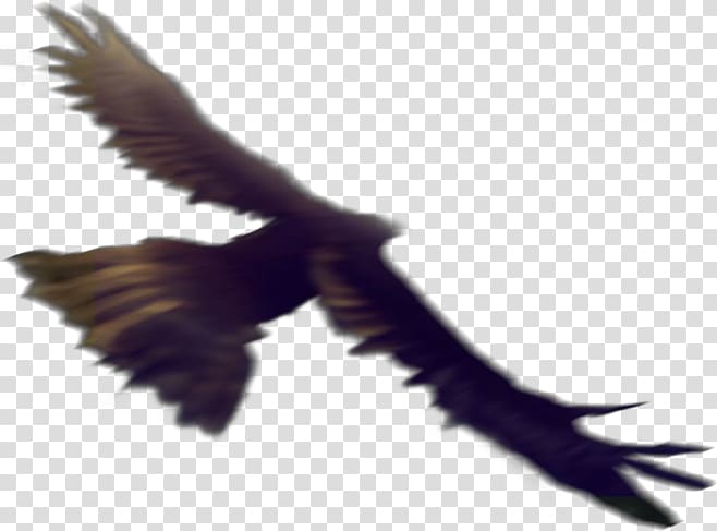 Eagle Bird Flight Hawk, eagle transparent background PNG clipart