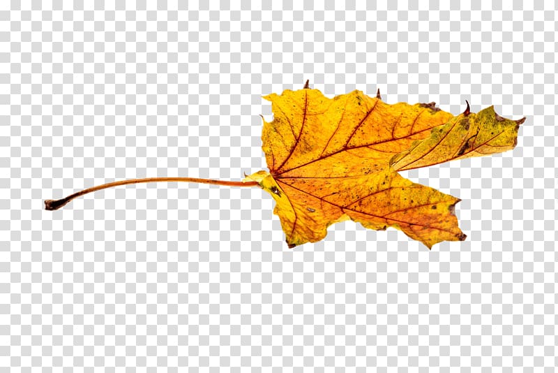 brown maple leaf votive art, Autumn Yellowish Leaf transparent background PNG clipart